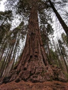 Anne peeking out from a hollow sequoia in Yosemite's Merced Grove